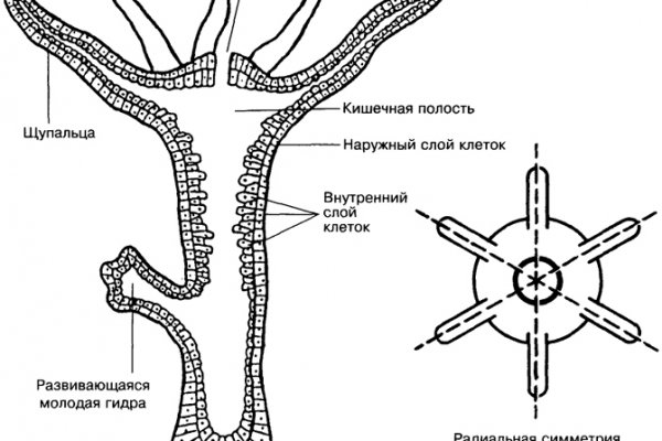 Kraken ссылка onion 2kmp