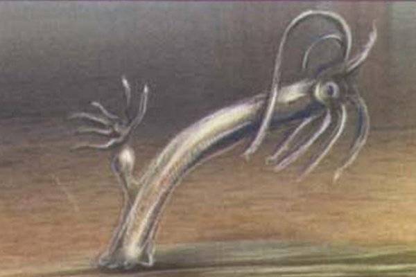 Кракен нар